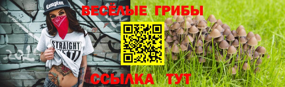Галлюциногенные грибы прущие грибы  Вход с VPN  Галлюциногенные грибы мицелий  Бердск 